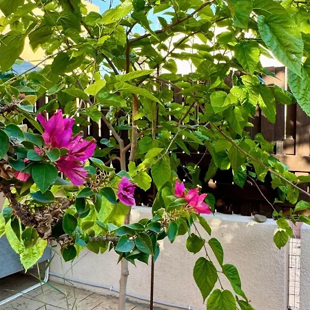 Apartament The Fig Tree