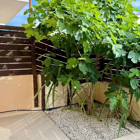 The Fig Tree *